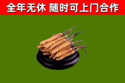呼和浩特回收散虫草